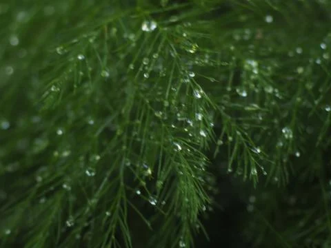 Dewdrops on a Christmas Pine Stock Photos