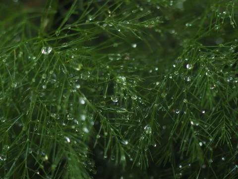 Dewdrops on a Christmas Pine Stock Photos