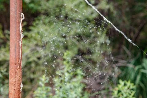 Dewdrops cling to a delicate spider's web Stock Photos