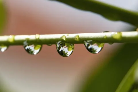 Dewdrops up close Foto stock