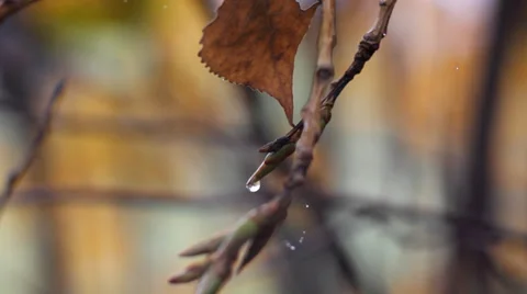 Dewdrops with cobweb on a tree branch Stock Footage 35287823