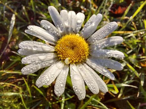Dewdrops on a Daisy Flower With White Petals and Yellow Center in a Lush Gr.. 스톡 사진
