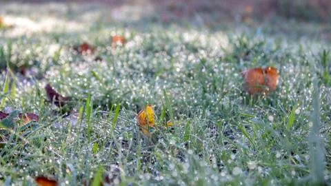 Dewdrops at dawn Stock Photos