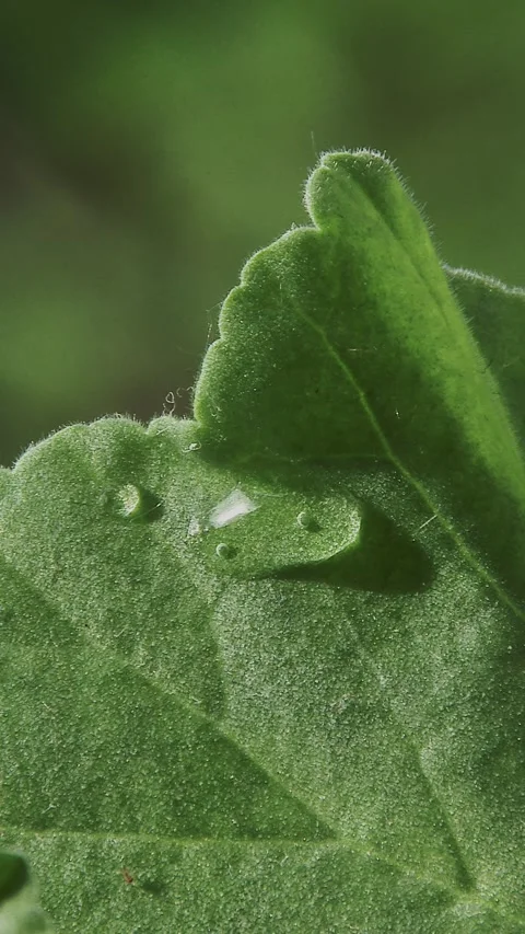 Dewdrops on a fluffy green leaf (macro) Stock Footage 337954788