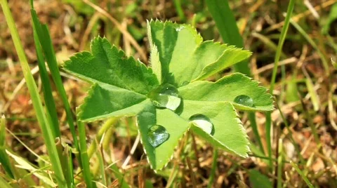 Dewdrops Video stock 592947