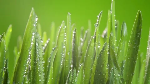 Dewdrops on Fresh Green Grass. Video stock 306651897