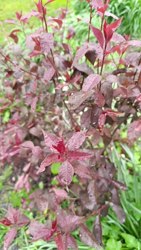 Dewdrops glisten on vibrant leave Stock-Footage 308470255