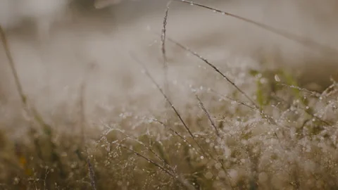Dewdrops Glistening on the field Stock Footage 262575464