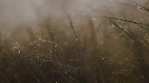 Dewdrops Glistening on the field Stock Footage 262575830