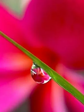 Dewdrops on the grass (13) Stock Photos