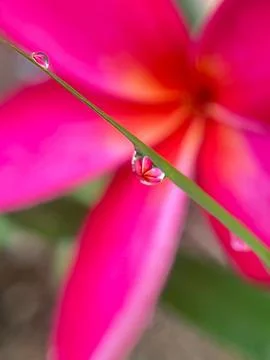Dewdrops on the grass (15) Stock Photos