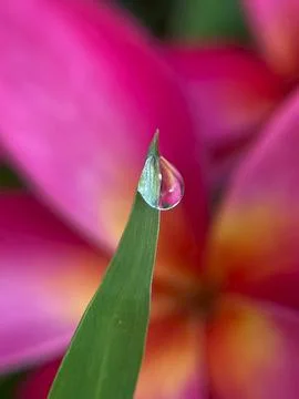 Dewdrops on the grass (9) Stock Photos