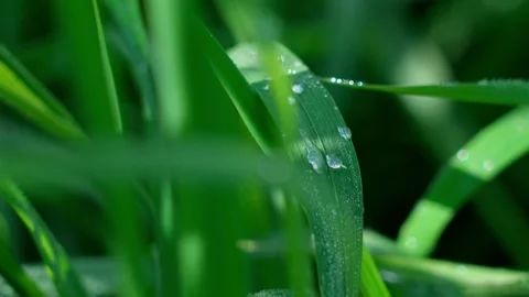 Dewdrops on grass Stock Footage 319840830