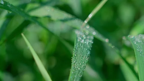Dewdrops on grass Stock-Footage 319840973