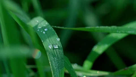 Dewdrops on grass Stock-Footage 319841449