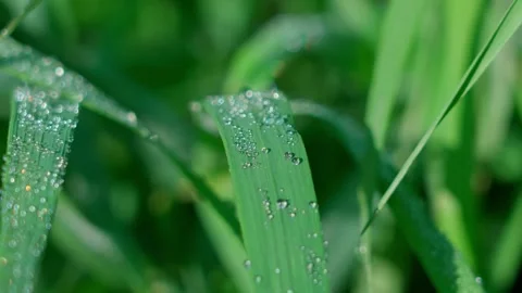 Dewdrops on grass Stock Footage 319841584