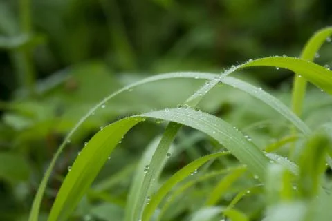Dewdrops on the grass Stock Photos