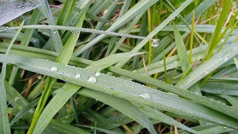Dewdrops on grass Stock Photos