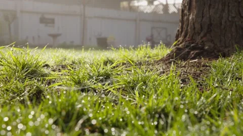 Dewdrops on grassy lawn Stock Footage 265818536