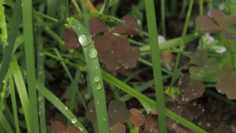 Dewdrops on the green gras Stock Footage 132389383