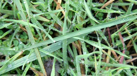 Dewdrops on green grass. Stock Footage 578306