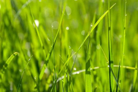 Dewdrops on green grass Stock Photos