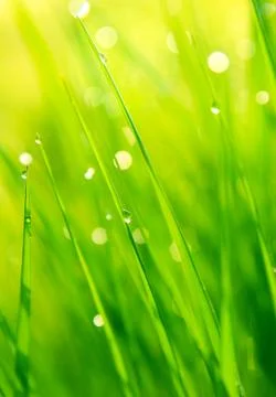 Dewdrops on green grass Stock Photos