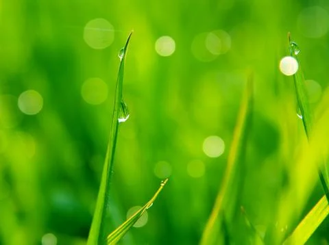 Dewdrops on green grass Stock Photos