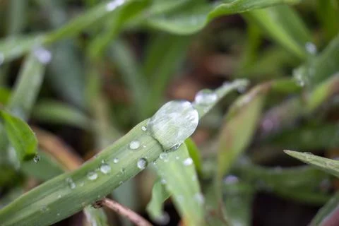 Dewdrops on the green grass. Selective focus. Stock Photos