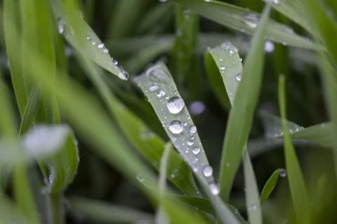 Dewdrops on the green grass. Selective focus. Stock Photos