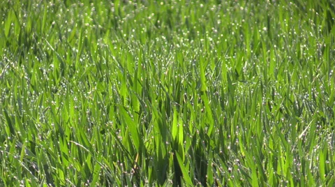 The  dewdrops on green grass in the sunshine 스톡 동영상 37695133