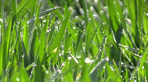 The  dewdrops on green grass in sunshine Stock Footage 37802097