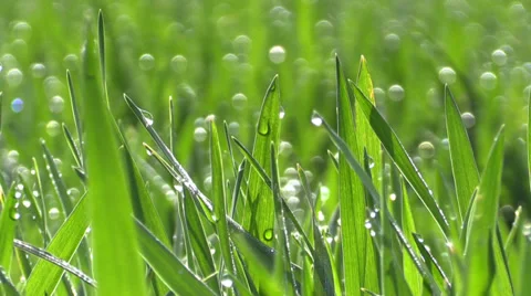 The  dewdrops on green grass in the sunshine Stock Footage 37842344