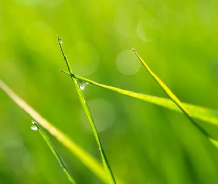 Dewdrops on green grass in sunshine Stock Photos