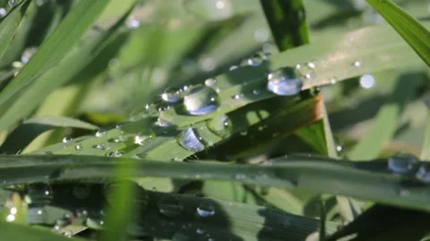 Dewdrops on leaf Stock Footage 316417242