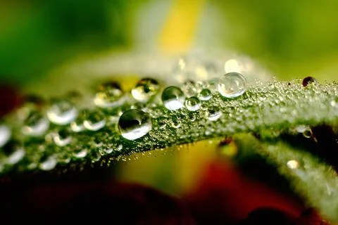 Dewdrops on a leaf Stock Photos