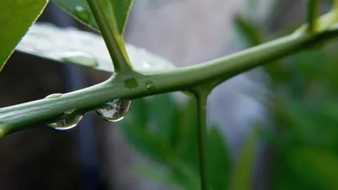 Dewdrops on lemon branch. Foto stock