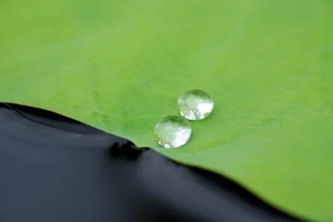 Dewdrops on a Lotus Leaf Stock Photos
