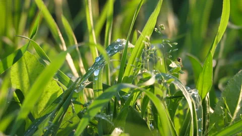 Dewdrops on the lush vegetation at dawn Stock Footage 128548751
