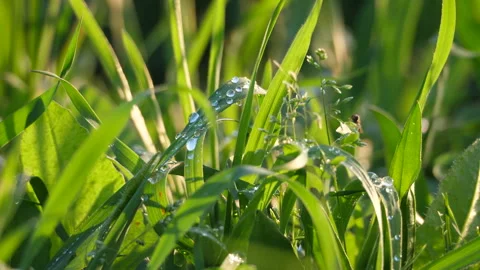Dewdrops on the lush vegetation at dawn Stock Footage 128548839