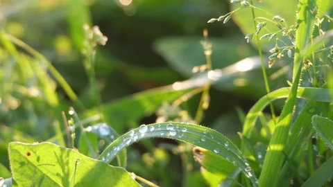 Dewdrops on the lush vegetation at dawn Stock Footage 128548952