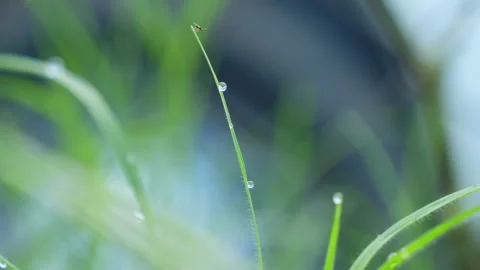 Dewdrops on the lush vegetation at dawn Stock Footage 136265780