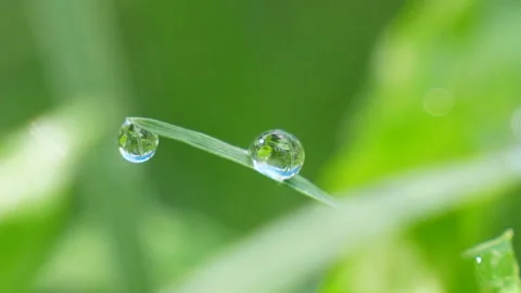 Dewdrops on the lush vegetation at dawn Stock Footage 136265865