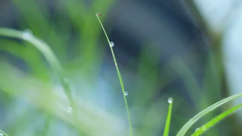 Dewdrops on the lush vegetation at dawn Stock Footage 136271926