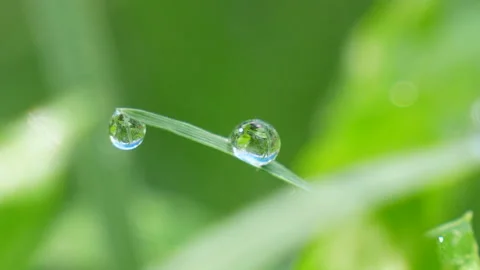 Dewdrops on the lush vegetation at dawn Stock Footage 136272002