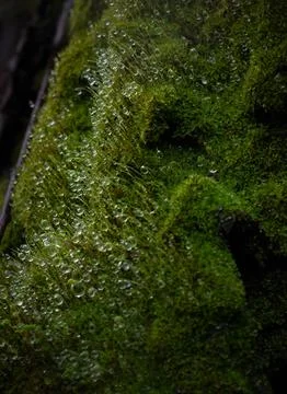 Dewdrops in the moss. Stock Photos