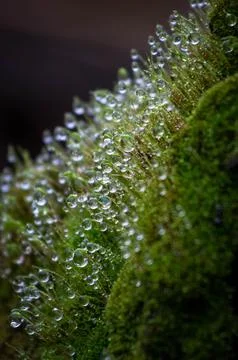 Dewdrops in the moss Stock Photos