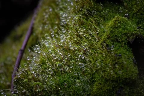 Dewdrops in the moss Stock Photos