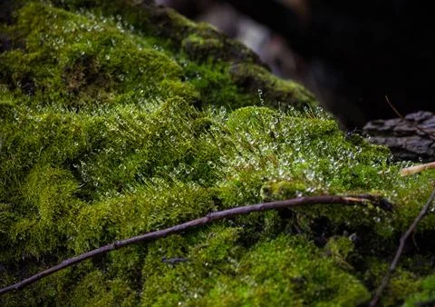Dewdrops in the moss Stock Photos