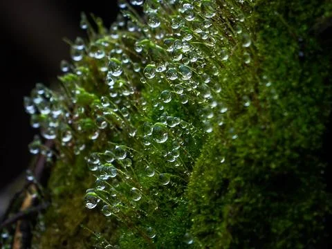 Dewdrops in the moss Stock Photos
